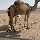 عشرا للبيع بدون ولدها الي يبي يضير