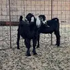 للبيع تيوس طيبه