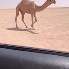 للبيع بكره حقه رمانيه كفووو