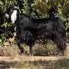 تيس فحل عارضي