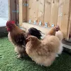 طقم كوشن قطني زعفراني