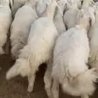 بهم حري