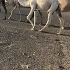 بكره حقة باتلية
