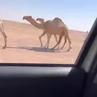 للبيع بكره لقيه رمانيه