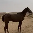 حصان واهو