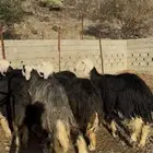 ضان نجد صنف الصنف مراح واحد معرفات