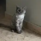 قطط