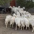 غنم مراح واحد للبيع