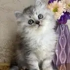 هاف بيكي بيرشن قطط قطه بيكي فيس شيرازي قطوه قطو راغدول بسه