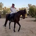 حصان