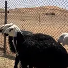 ذبايح نجد بريه وطيبه
