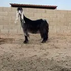 معزا عوارض صنف لهوات الصنف