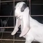 مسروقه 7 صغال من يجده له مبلغ مالي