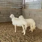 خرفان حريات