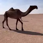 للبيع ضريبه صفرا كفووو