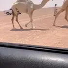 للبيع بكره حقه باتليه كفوو