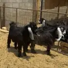 عرض. جفره عارضيه خصم الموقع الارطاويه الي يبي فديو يجي واتس