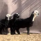 رخال نجد دغم نوادر