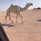 للبيع اعشرا عليانيه كفووو
