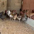 دجاج بلدي حامل ماكنتوش و بوران