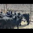 معزاء مضاريع