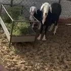 شاه نجديه