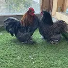 زوج كوشن بشاير