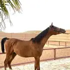 مهر واهو
