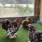 طقم كوشن ماكنتوش بشاير