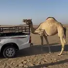 للبيع ضروبة اصيل كفو