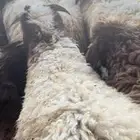 ذبايح نعيمي نجدي حري تيوس خدمه الذبح والتوصيل مجانا
