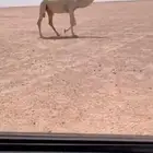 للبيع بكره رمانيه لقحه كفووو