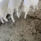خرفان