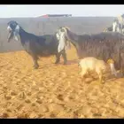 عرض معزا عوارض خصم الخصم ((لهوات الخصم ))