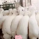 حريات فاخره وناهيه للثلاجة والمناسبات والبيع تفريد وجمله