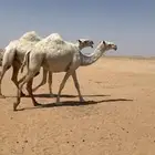 عنيزه