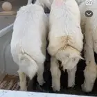 للبيع خرفان حري