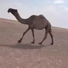 للبيع لقحه صفر ا ملاقي كفووو