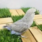 فرخ روز اوبلاين اليف