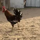 ديك مكنتوش عربي