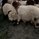 نعيم