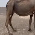 القحات قريب ولاده تربه