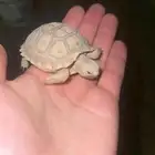 سلاحف سلكاتا