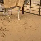 قعود غرنوقي