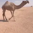 للبيع بكره شعلا كفووو