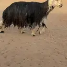 فحل نجدي