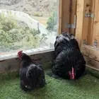 زوج كوشن منتج لون أسود