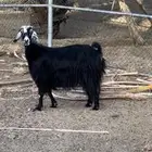 عنزز حايل