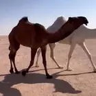 للبيع بكره حقه صفرا كفووو