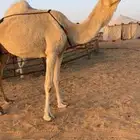 بكر و بكره وضح طيبات